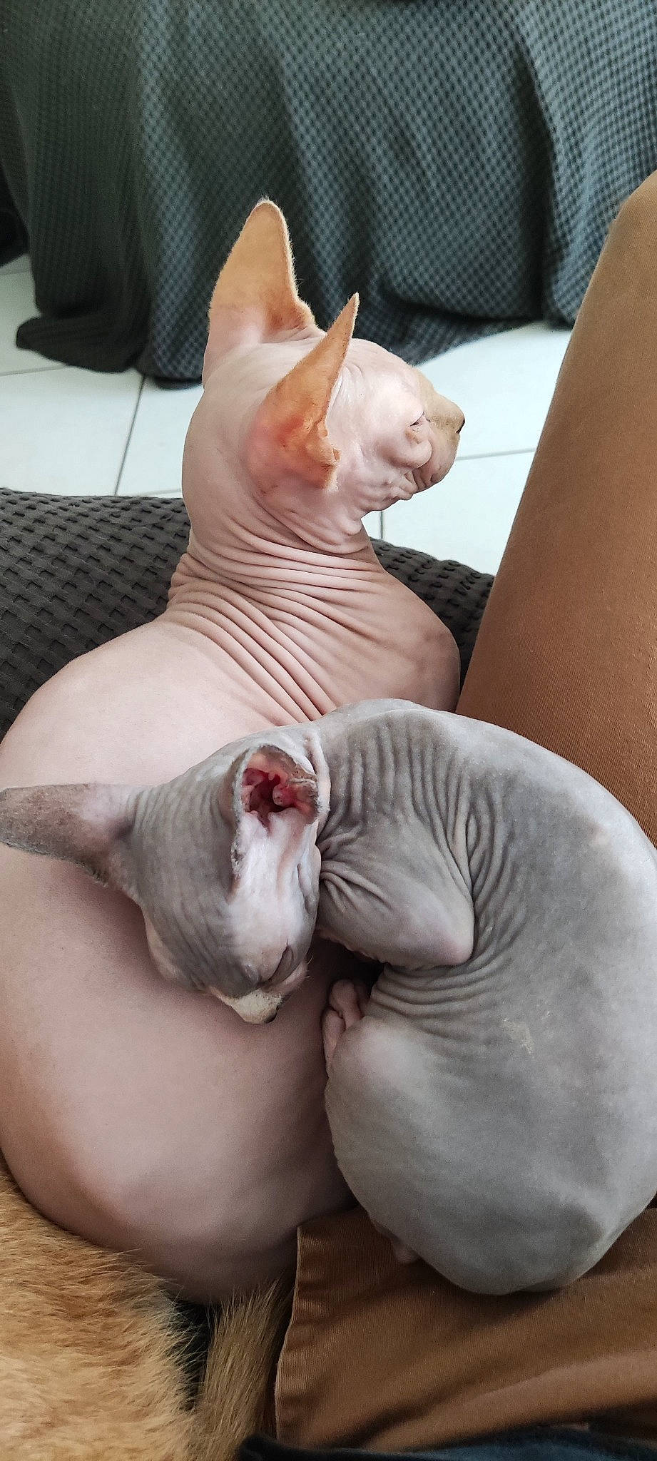 Tobyscuit a rejoint le concours — aidez-le/la à gagner de superbes lots ! canidae, carnivore, comfort, companion_dog, dog_breed, ear, fawn, flesh, gesture, jaw, mammal, nail, non_sporting_group, paw, pink, snout, suidae, terrestrial_animal, whiskers, wrinkle