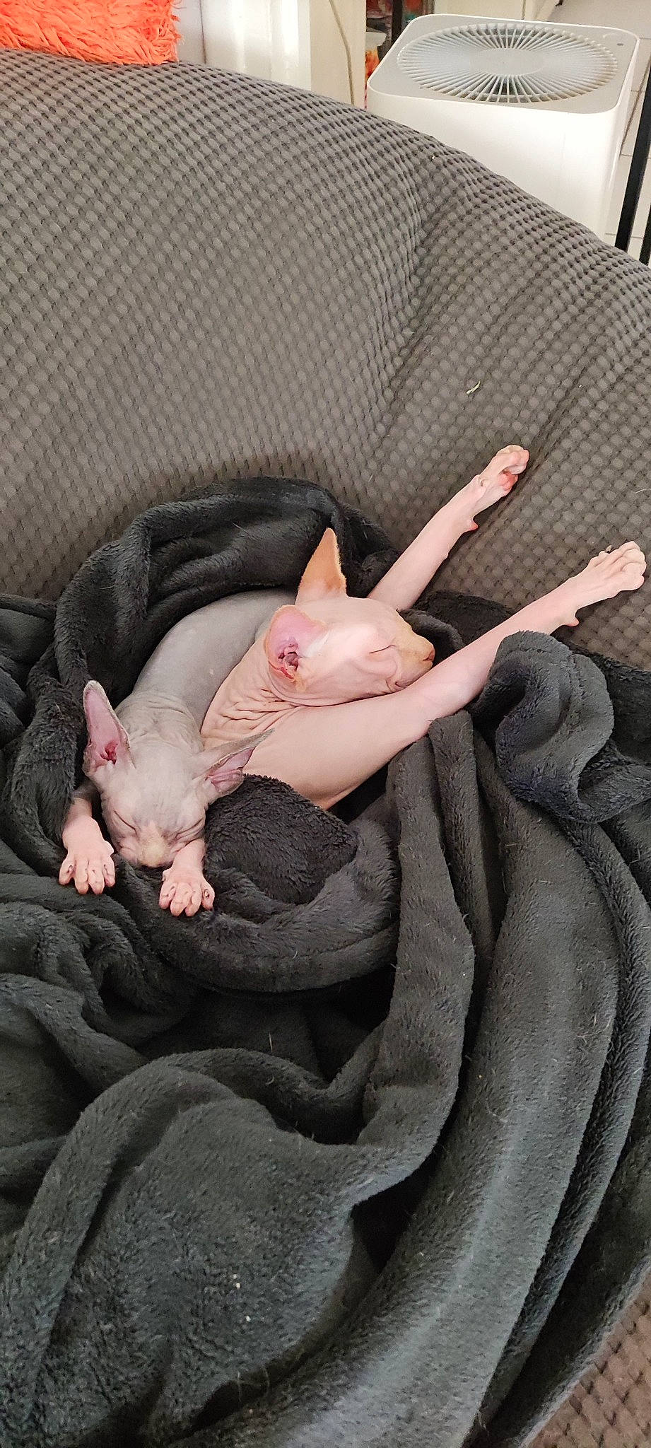 Tobyscuit participe au concours pour gagner de l'argent avec cette photo : carnivore, cat, child, comfort, fawn, felidae, flesh, fur, gesture, grey, nail, nap, paw, small_to_medium_sized_cats, snout, tail, terrestrial_animal, thumb, whiskers, wrist