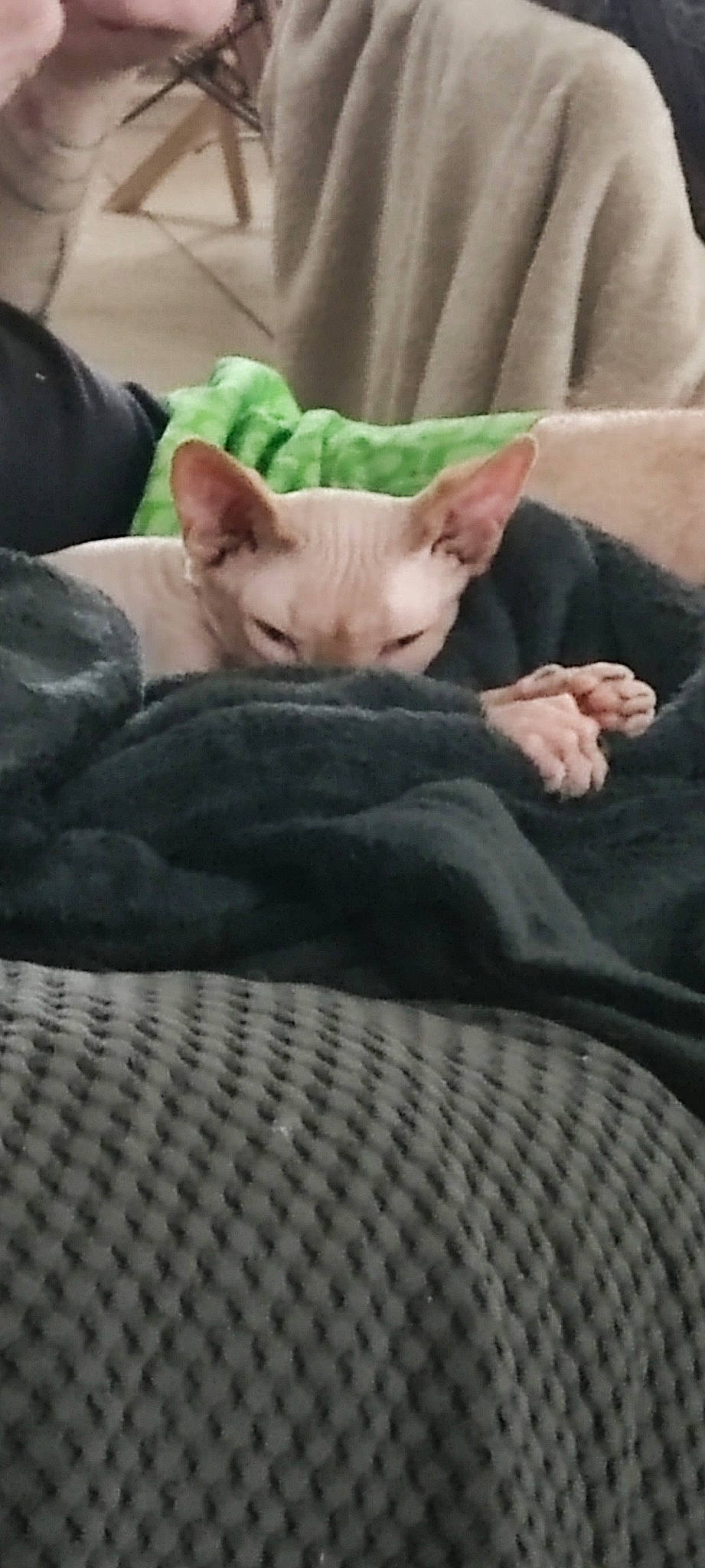 Rubens participe au concours pour gagner de l'argent avec cette photo : carnivore, cat, comfort, companion_dog, dog_breed, domestic_short_haired_cat, fawn, felidae, fur, gesture, human_leg, linens, nap, paw, sleep, small_to_medium_sized_cats, snout, tail, terrestrial_animal, whiskers