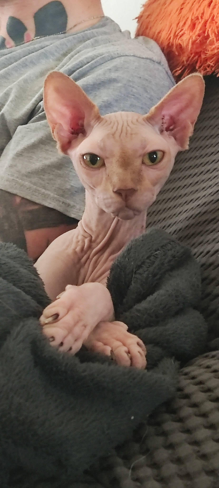 Rubens participe au concours pour gagner de l'argent avec cette photo : carnivore, comfort, donskoy, ear, eye, fawn, felidae, fur, gesture, head, mammal, peterbald, rex_cat, sleeve, snout, terrestrial_animal, whiskers