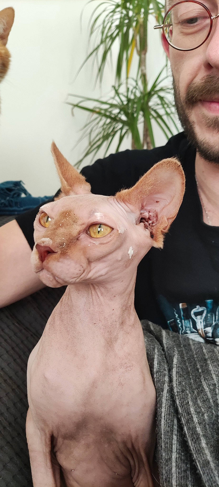 Rubens participe au concours pour gagner de l'argent avec cette photo : artifact, beard, canidae, devon_rex, dog_breed, donskoy, ear, fashion_accessory, fawn, felidae, fur, gesture, houseplant, peterbald, plant, small_to_medium_sized_cats, snout, tail, whiskers, working_animal