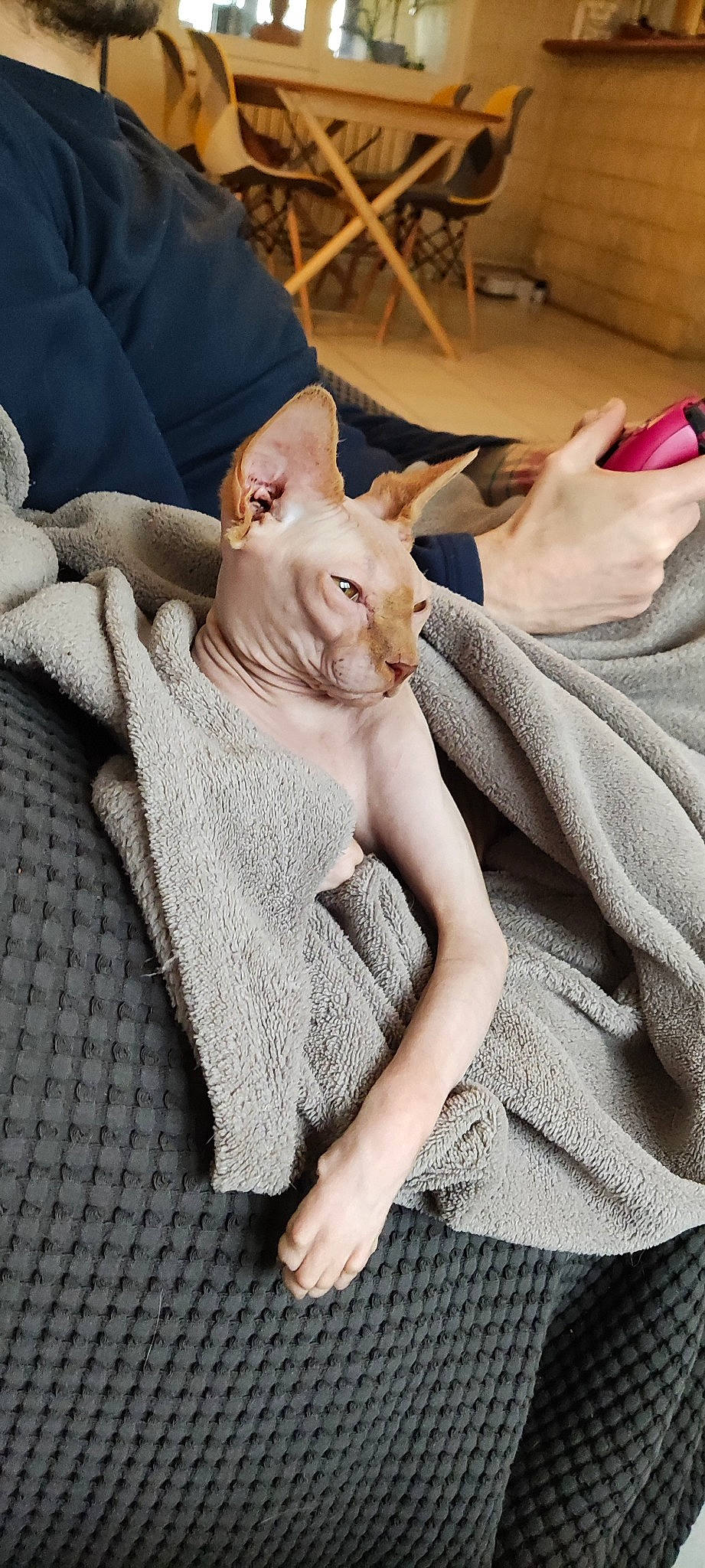 Rubens participe au concours pour gagner de l'argent avec cette photo : carnivore, cat, comfort, companion_dog, fawn, felidae, finger, fur, gesture, grey, hand, human_leg, joint, linens, nail, neck, sleeve, small_to_medium_sized_cats, whiskers, wood