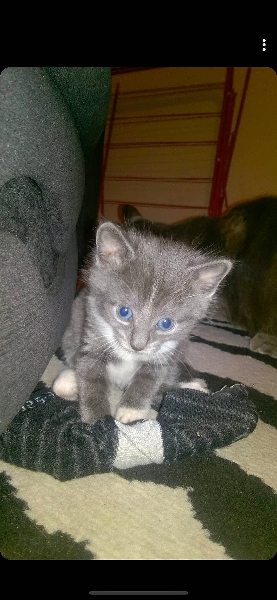 Ronnie joined the competition — help win amazing prizes! asian_semi_longhair, carnivore, cat, domestic_long_haired_cat, domestic_short_haired_cat, fawn, felidae, kitten, maine_coon, mammal, nebelung, norwegian_forest_cat, ojos_azules, persian, ragdoll, siberian, small_to_medium_sized_cats, vertebrate, whiskers