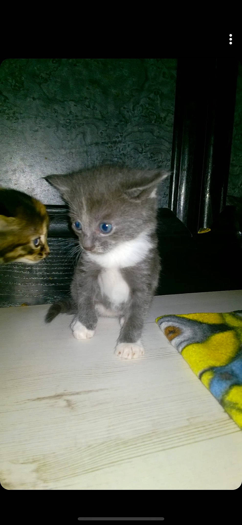 Ronnie joined the competition — help win amazing prizes! carnivore, cat, domestic_short_haired_cat, european_shorthair, fawn, felidae, kitten, mammal, ojos_azules, persian, polydactyl_cat, small_to_medium_sized_cats, tail, vertebrate, whiskers