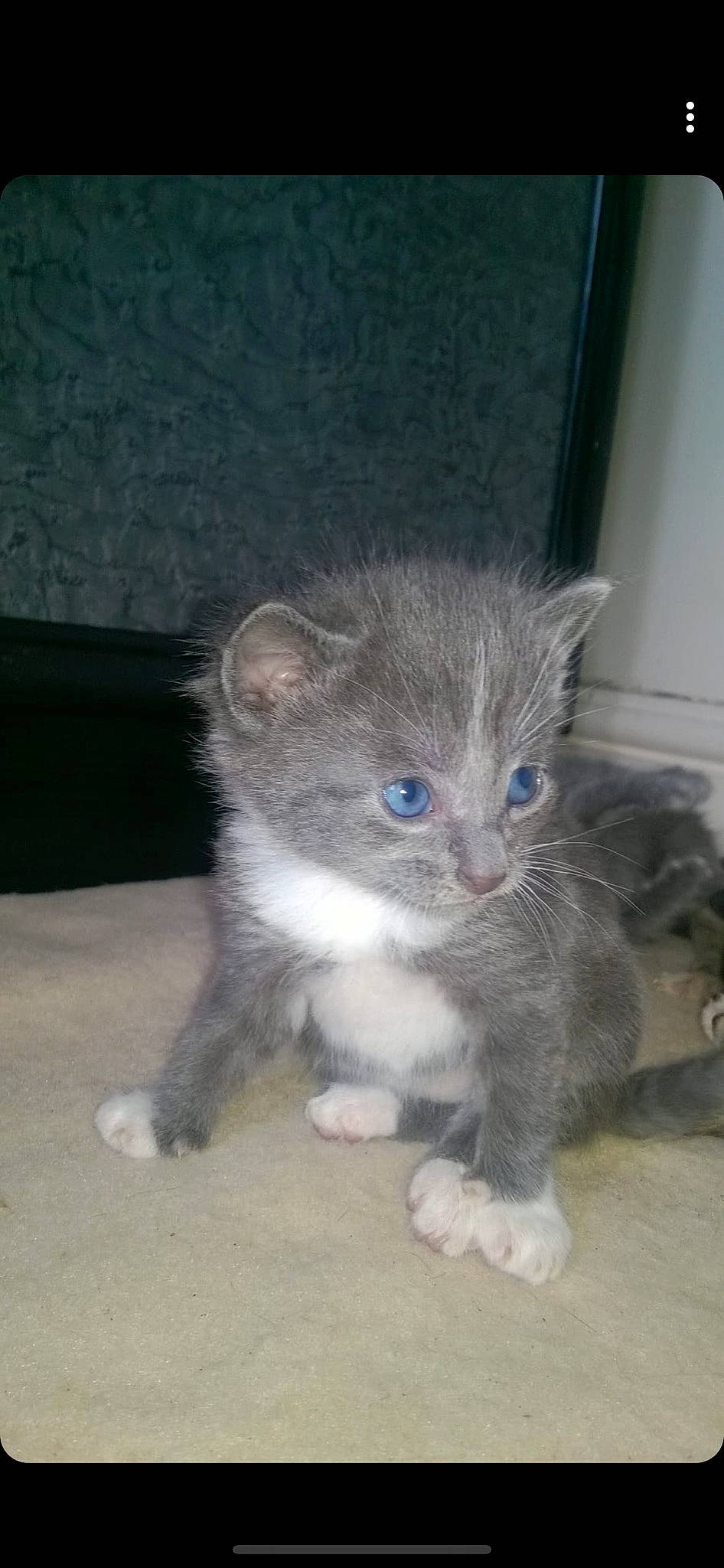 Ronnie joined the competition — help win amazing prizes! american_curl, carnivore, cat, domestic_short_haired_cat, fawn, felidae, kitten, mammal, nebelung, ojos_azules, polydactyl_cat, small_to_medium_sized_cats, vertebrate, whiskers