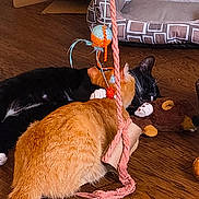 Cash And Milo is registered to the contest to win money with this photo: cat, tuxedo_cat, orange_tabby, pet, sleeping, napping, paw, whiskers, toy, rope, pom_pom, pinecone, hardwood_floor, pet_bed, cardboard_box, indoor, cozy, playtime, close_up, animal