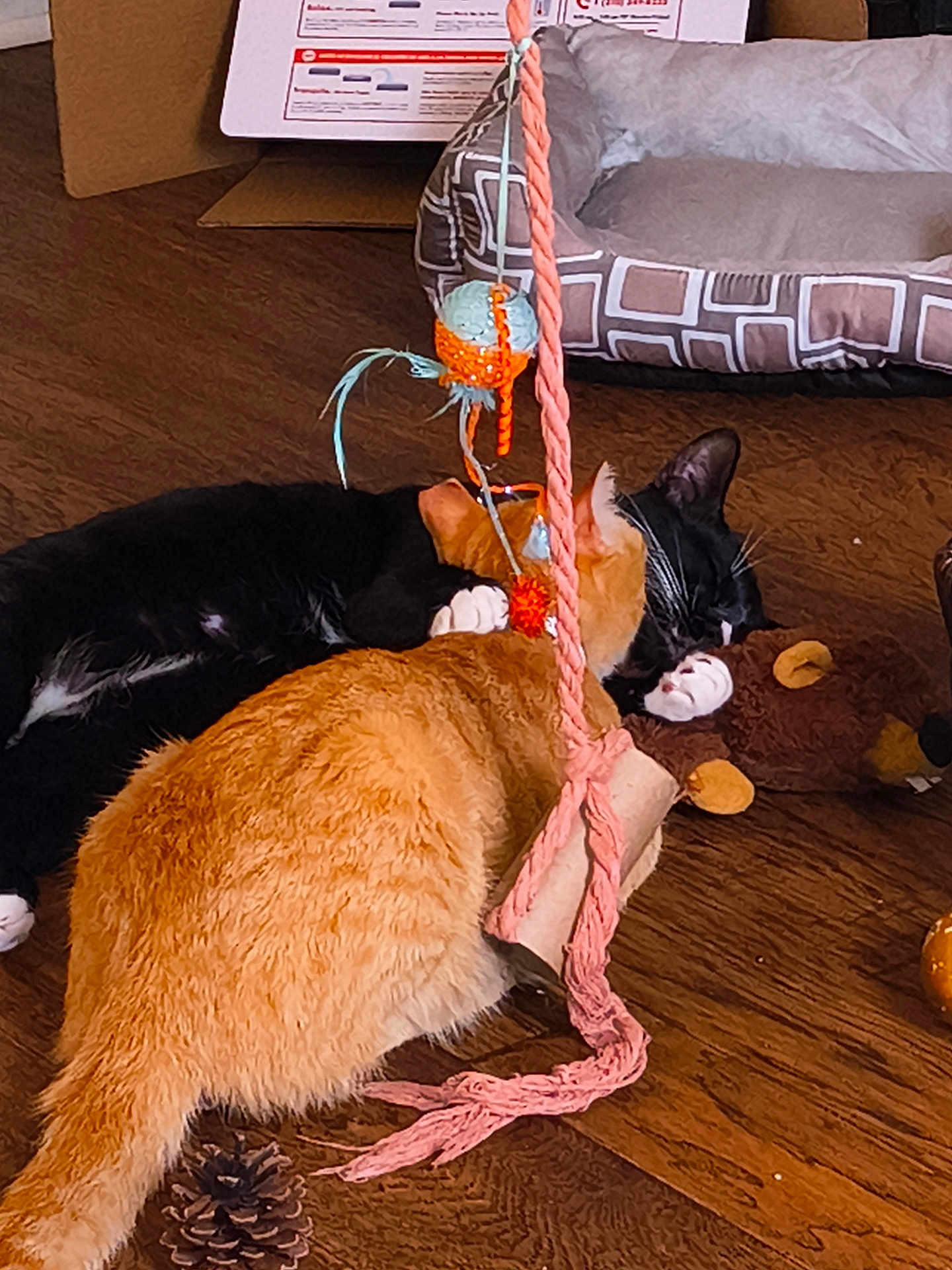 Cash And Milo is registered to the contest to win money with this photo: cat, tuxedo_cat, orange_tabby, pet, sleeping, napping, paw, whiskers, toy, rope, pom_pom, pinecone, hardwood_floor, pet_bed, cardboard_box, indoor, cozy, playtime, close_up, animal