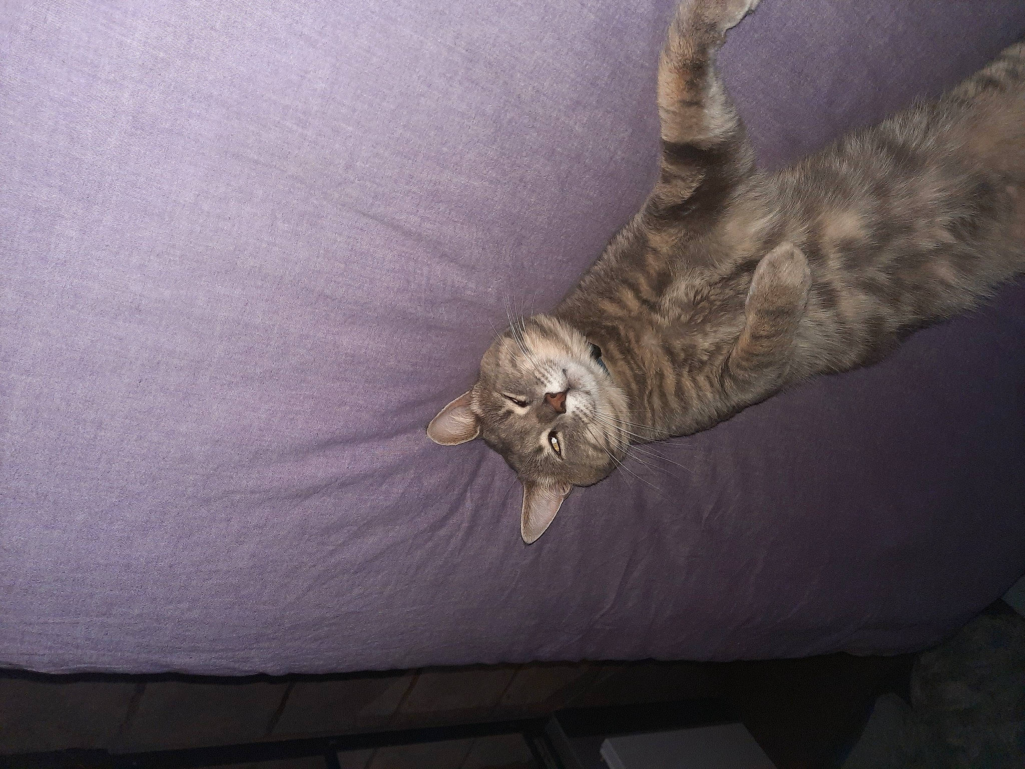 Alex participe au concours pour gagner de l'argent avec cette photo : carnivore, cat, comfort, darkness, felidae, fur, grey, human_leg, linens, natural_material, small_to_medium_sized_cats, wood