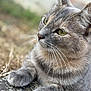 Sun-Hi a rejoint le concours — aidez-le/la à gagner de superbes lots ! animal, calm, cat, close_up, cute, domestic_cat, feline, fur, gray_tabby, looking_away, mammal, nature, outdoor, paws, pet, portrait, relaxed, resting, soft_focus, whiskers