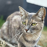 Sun-Hi a rejoint le concours — aidez-le/la à gagner de superbes lots ! alert, animal, cat, close_up, cute, domestic_cat, eyes, feline, focused, fur, gray_tabby, mammal, nature, outdoor, pet, portrait, sitting, whiskers, wildlife