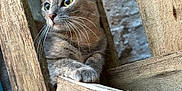 Sun-Hi a rejoint le concours — aidez-le/la à gagner de superbes lots ! alert, animal, background, brown, cat, claws, closeup, curious, eyes, feline, gray, nature, outdoor, pet, portrait, rustic, texture, whiskers, wood, wooden_planks