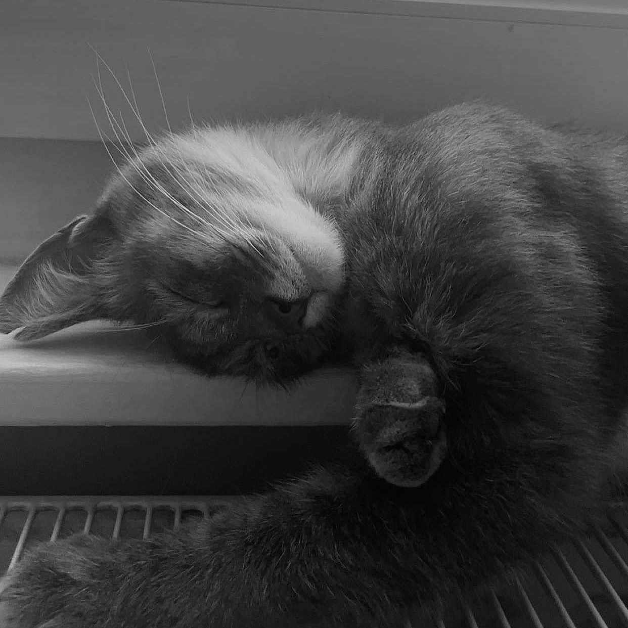 Sun-Hi participe au concours pour gagner de l'argent avec cette photo : animal, black_and_white, calm, cat, closeup, cozy, domestic, feline, fur, indoor, napping, paw, pet, quiet, radiator, relaxed, resting, sleeping, whiskers, windowsill