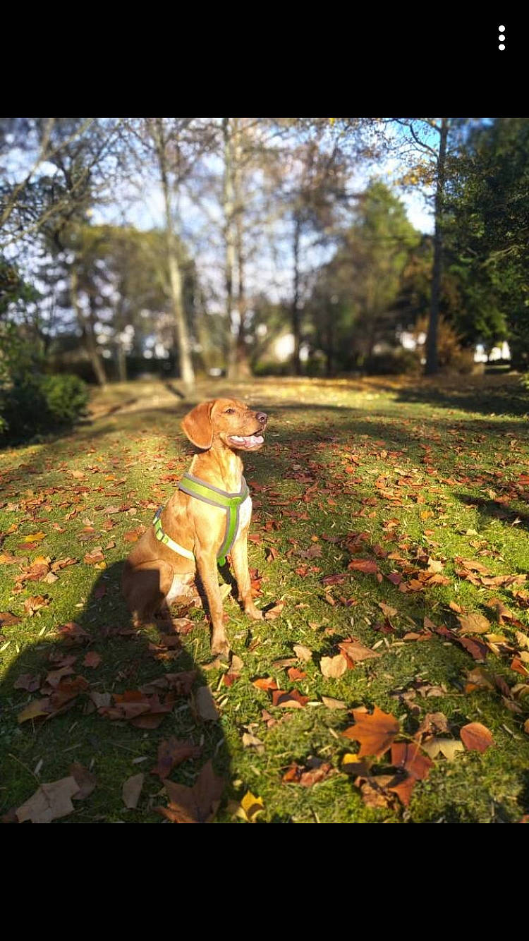 Pequeno participe au concours pour gagner de l'argent avec cette photo : autumn, branch, canidae, carnivore, companion_dog, deciduous, dog, dog_breed, fawn, forest, grass, leaf, nature, plant, sporting_group, sunlight, tree, wildlife, woodland