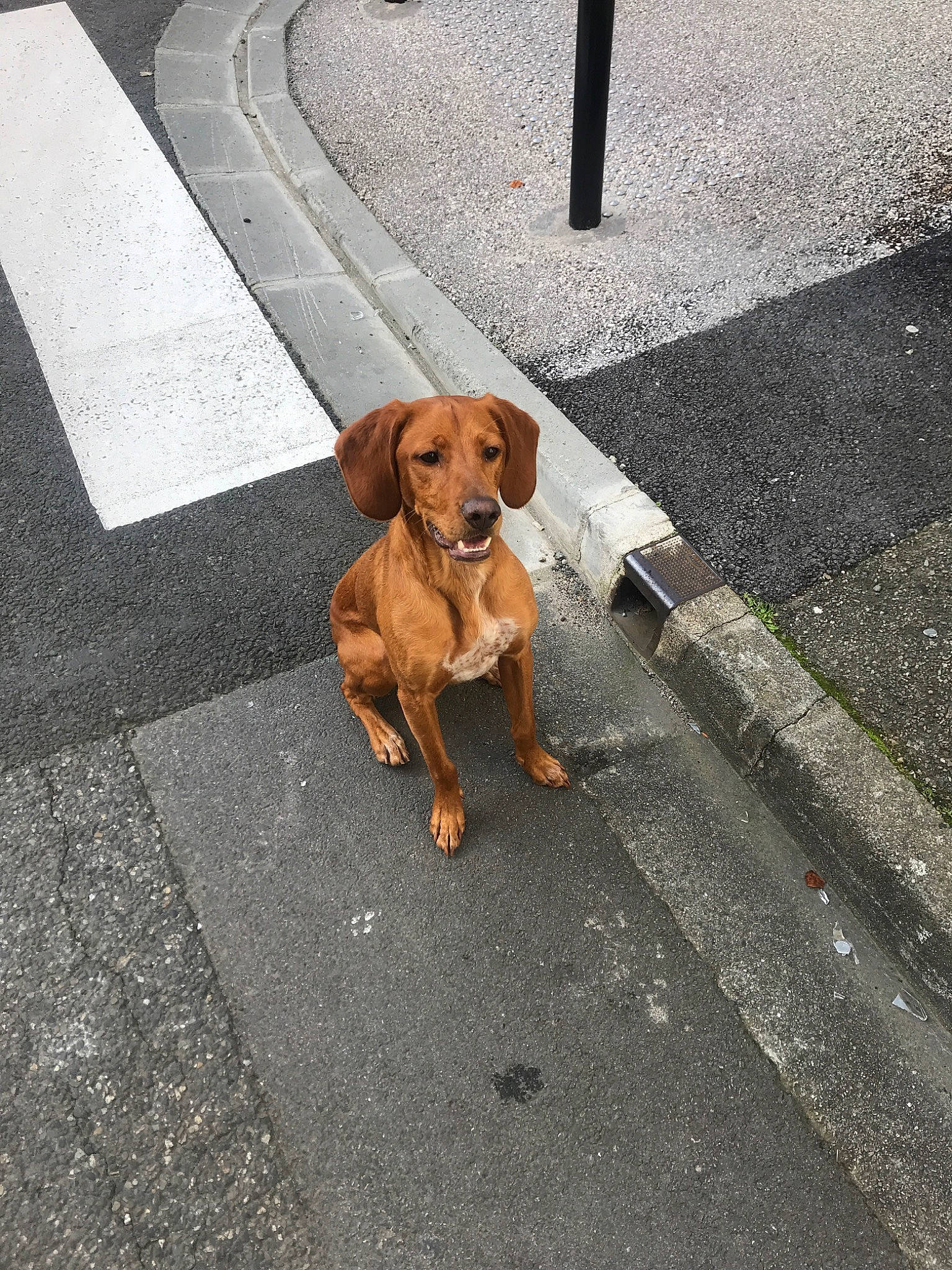 Pequeno a rejoint le concours — aidez-le/la à gagner de superbes lots ! asphalt, canidae, carnivore, companion_dog, curb, dog, dog_breed, fawn, hound, infrastructure, leash, rhodesian_ridgeback, road, road_surface, sidewalk, snout, sporting_group, street, street_dog, vizsla