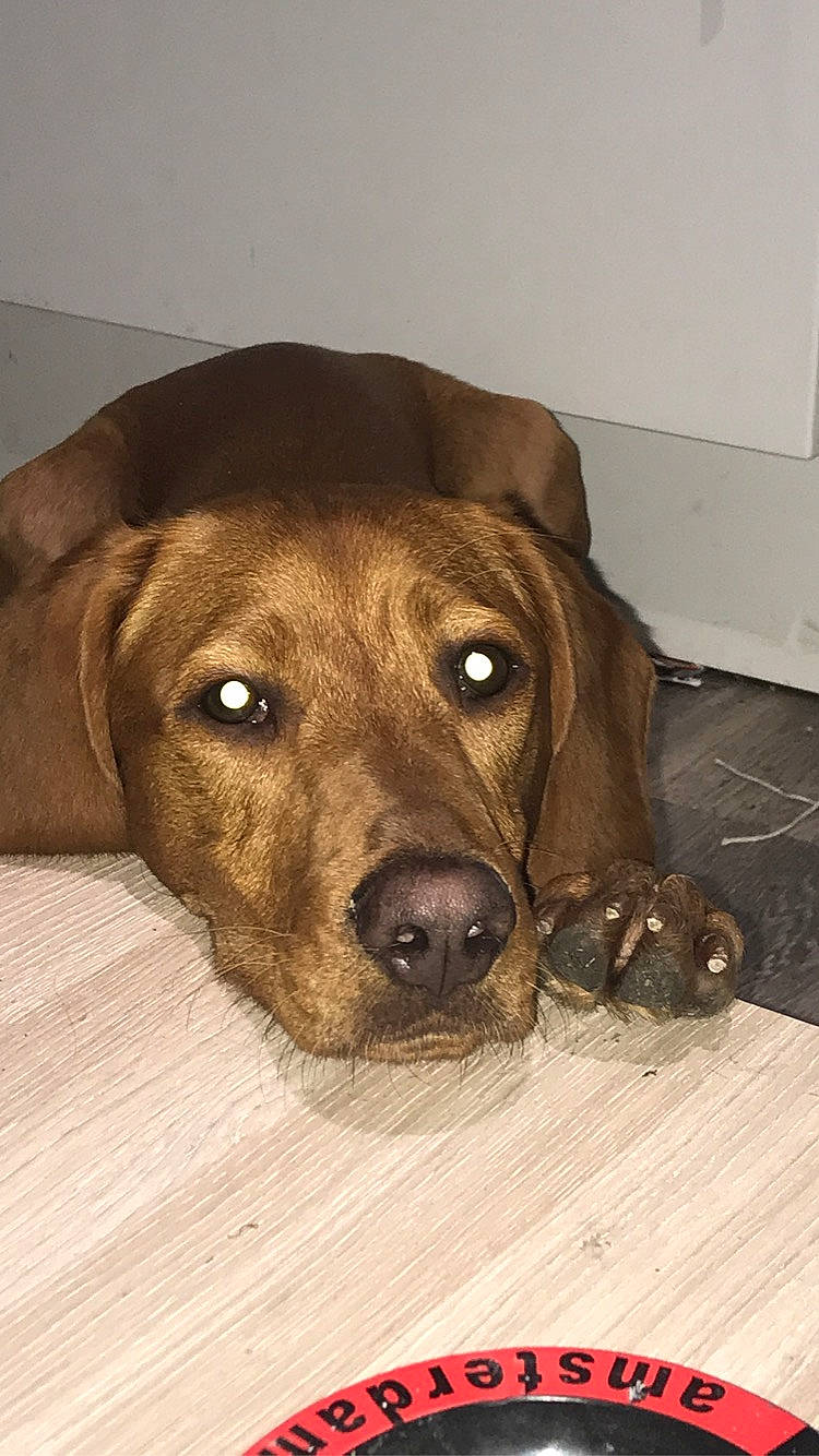 Pequeno a rejoint le concours — aidez-le/la à gagner de superbes lots ! bavarian_mountain_hound, beagador, black_mouth_cur, broholmer, canidae, carnivore, dog, dog_breed, fawn, mammal, mountain_cur, nose, plott_hound, rare_breed_dog, redbone_coonhound, rhodesian_ridgeback, snout, sporting_group, vertebrate, whiskers