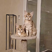 Nala Et Lila a rejoint le concours — aidez-le/la à gagner de superbes lots ! cat, cats, kitten, feline, fluffy, tabby, orange_cat, white_fur, animal, pet, portrait, sitting, lounging, cat_tree, indoors, living_room, window, blinds, furniture, alert