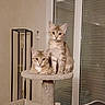 cat, cats, kitten, feline, fluffy, tabby, orange_cat, white_fur, animal, pet, portrait, sitting, lounging, cat_tree, indoors, living_room, window, blinds, furniture, alert