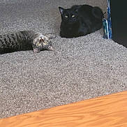 Rome-Paris is registered to the contest to win money with this photo: cat, tabby_cat, black_cat, carpet, floor, indoor, pet, animal, curious, relaxed, feline, cozy, wooden_floor, two_cats, lying_down, sitting, domestic_animal, looking, fur, eyes