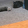 cat, tabby_cat, black_cat, carpet, floor, indoor, pet, animal, curious, relaxed, feline, cozy, wooden_floor, two_cats, lying_down, sitting, domestic_animal, looking, fur, eyes