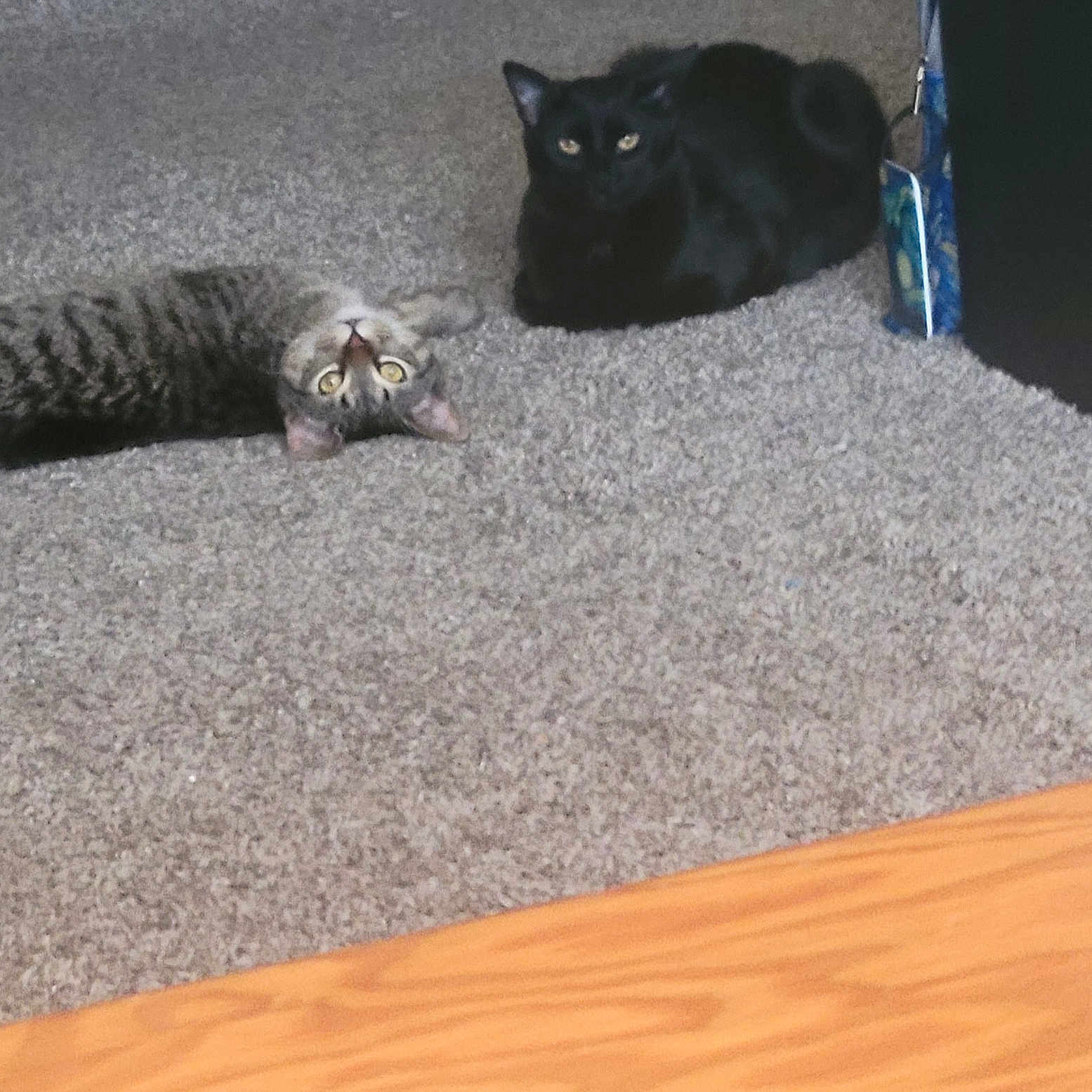 Rome-Paris is registered to the contest to win money with this photo: cat, tabby_cat, black_cat, carpet, floor, indoor, pet, animal, curious, relaxed, feline, cozy, wooden_floor, two_cats, lying_down, sitting, domestic_animal, looking, fur, eyes