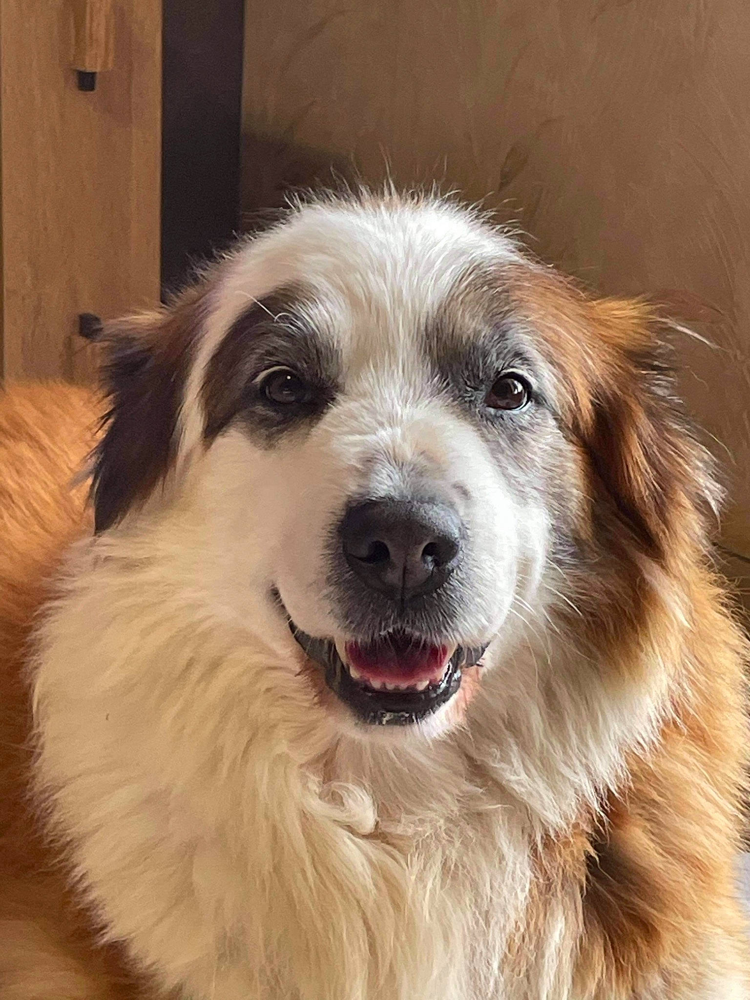 Baloo a rejoint le concours — aidez-le/la à gagner de superbes lots ! ancient_dog_breeds, art, canidae, carnivore, companion_dog, dog, dog_breed, ear, eye, fang, fur, plant, puppy, shout, snout, sporting_group, terrestrial_animal, whiskers, working_animal, working_dog