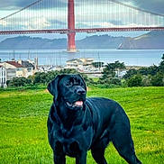 Anna joined the competition — help win amazing prizes! dog, black_labrador, grass, bridge, golden_gate_bridge, water, boats, marina, trees, houses, sky, clouds, outdoor, nature, animal, pet, landscape, park, canine, scenic