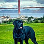 dog, black_labrador, grass, bridge, golden_gate_bridge, water, boats, marina, trees, houses, sky, clouds, outdoor, nature, animal, pet, landscape, park, canine, scenic