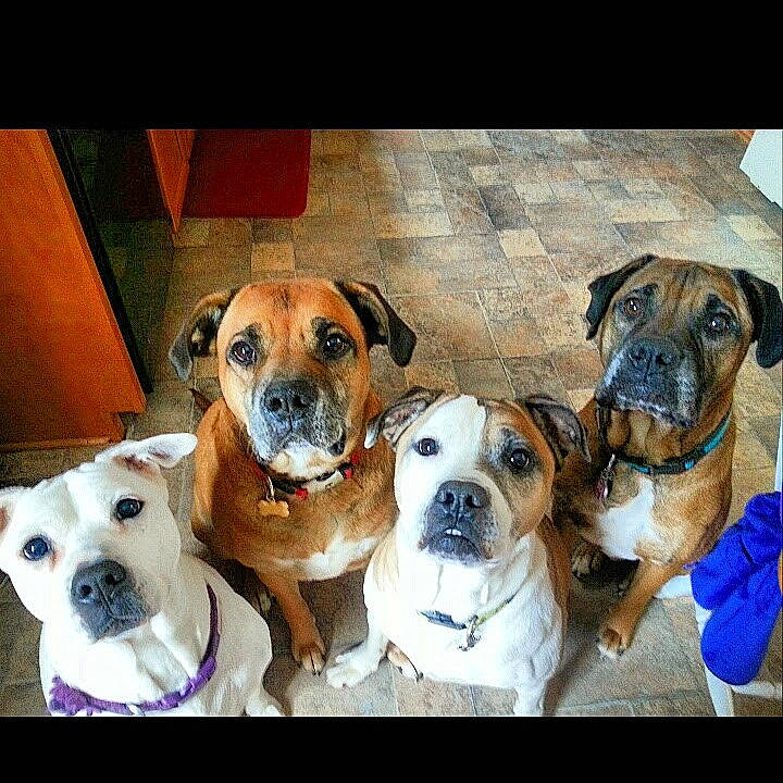 Hendrix joined the competition — help win amazing prizes! black_mouth_cur, boerboel, boxer, bullmastiff, canidae, carnivore, companion_dog, dog, dog_breed, fawn, mammal, non_sporting_group, puppy_love, rare_breed_dog, snout, sporting_group, vertebrate, working_dog