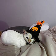 Celine joined the competition — help win amazing prizes! cat, white_cat, bed, blanket, hat, witch_hat, halloween, spider, pumpkin, pet, animal, indoor, cozy, cute, feline, costume, resting, soft_lighting, curious, closeup