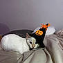cat, white_cat, bed, blanket, hat, witch_hat, halloween, spider, pumpkin, pet, animal, indoor, cozy, cute, feline, costume, resting, soft_lighting, curious, closeup