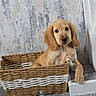 puppy, golden_retriever, basket, cute, dog, pet, indoor, floor, carpet, paw, wall, white, molding, relaxed, young, animal, domestic_animal, fur, looking, adorable