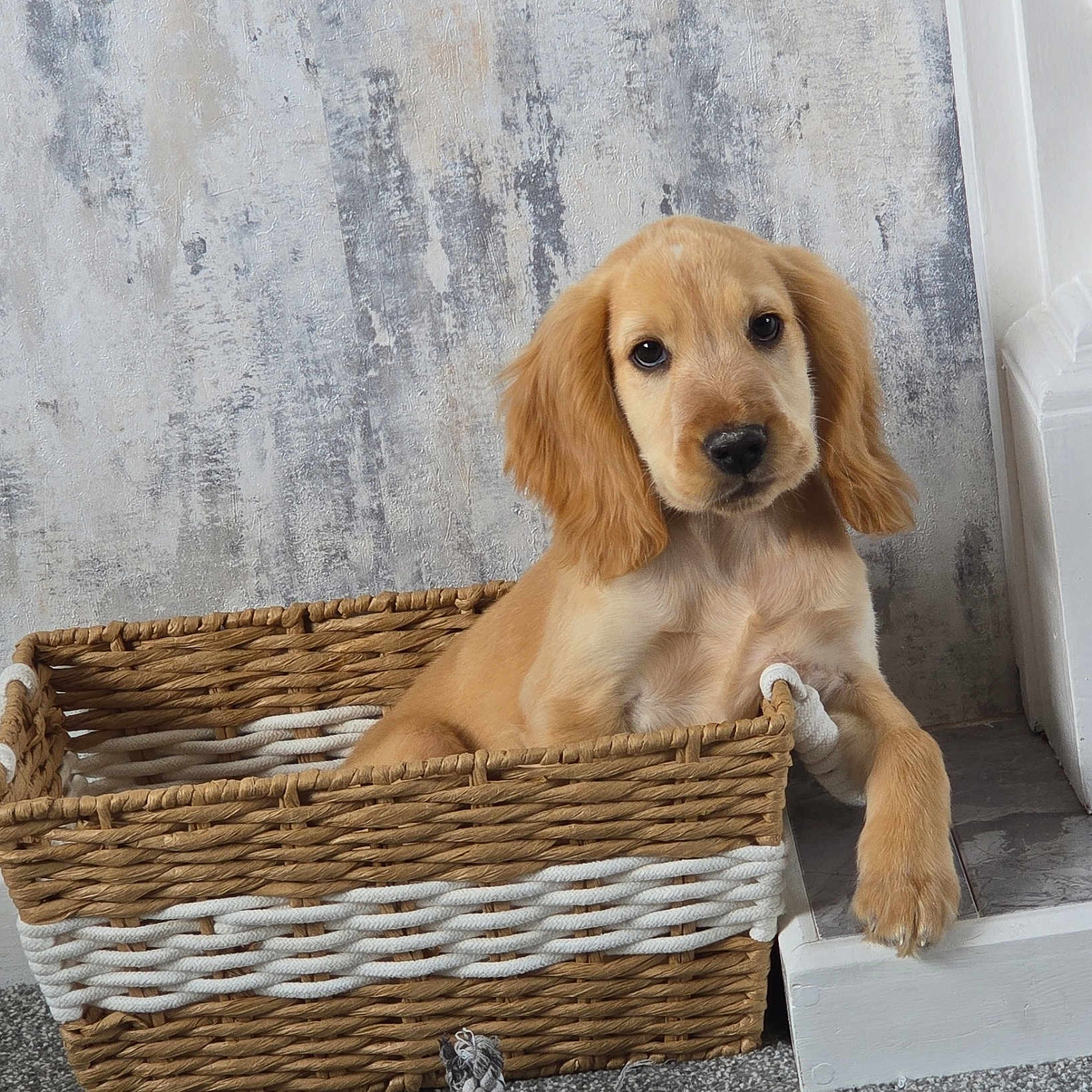 Marley joined the competition — help win amazing prizes! puppy, golden_retriever, basket, cute, dog, pet, indoor, floor, carpet, paw, wall, white, molding, relaxed, young, animal, domestic_animal, fur, looking, adorable