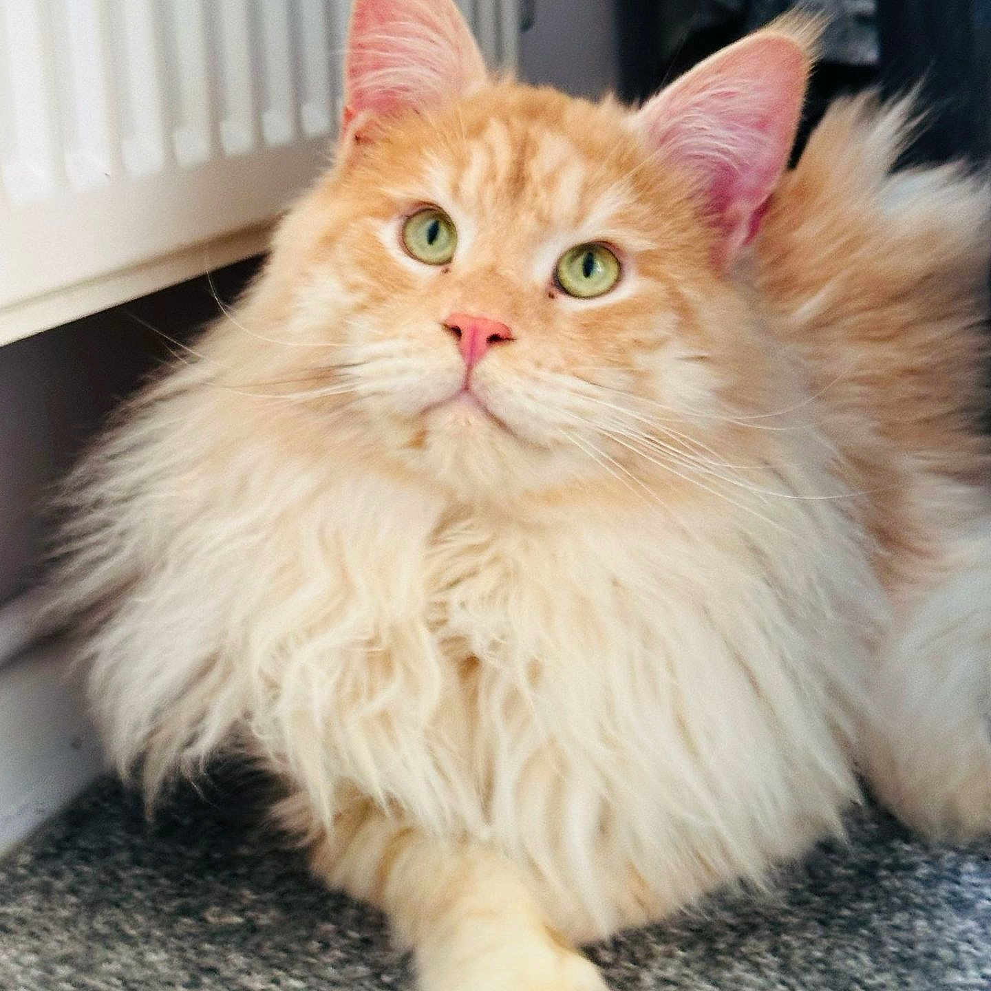 Bear joined the competition — help win amazing prizes! abyssinian, angora, animal, cat, device, door, face, grass, hardwood, head, indoors, interiordesign, kitten, manx, person, pet, photography, plant, portrait, wood