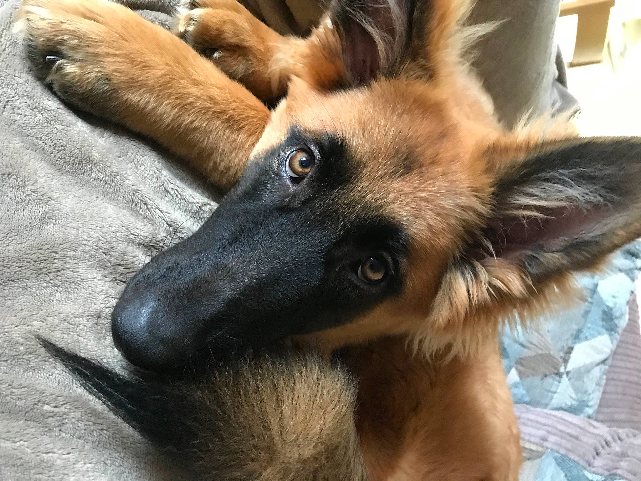 Hero is registered to the contest to win money with this photo: canidae, carnivore, companion_dog, dog, dog_breed, ear, fawn, fur, german_shepherd_dog, herding_dog, king_shepherd, liver, old_german_shepherd_dog, snout, sporting_group, terrestrial_animal, whiskers, working_animal, working_dog