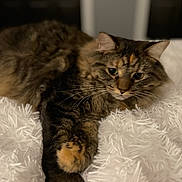 Chloe joined the competition — help win amazing prizes! bed, blanket, bokeh, brown_tabby, cat, close_up, cozy, domestic_animal, feline, fluffy, fur, indoor, paw, pet, portrait, relaxed, soft_texture, tabby_cat, whiskers, white_blanket