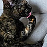 animal, cat, closeup, couch, cozy, cute, domestic, ears, feline, fur, grooming, indoor, paw, pet, relaxed, resting, soft, tongue, tortoiseshell, whiskers