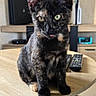 animal, black_paws, cat, cute, domestic_cat, ears, eyes, fur, furniture, indoor, kitten, living_room, pet, playful, remote_control, sitting, table, tongue_out, tortoiseshell, wooden_table