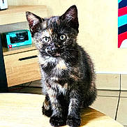 Luna participe au concours pour gagner de l'argent avec cette photo : animal, cat, curious, cute, domestic, ears, eyes, feline, furniture, indoor, kitten, pet, poster, remote_control, sitting, table, tortoiseshell, wall, whiskers, young