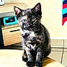 animal, cat, curious, cute, domestic, ears, eyes, feline, furniture, indoor, kitten, pet, poster, remote_control, sitting, table, tortoiseshell, wall, whiskers, young