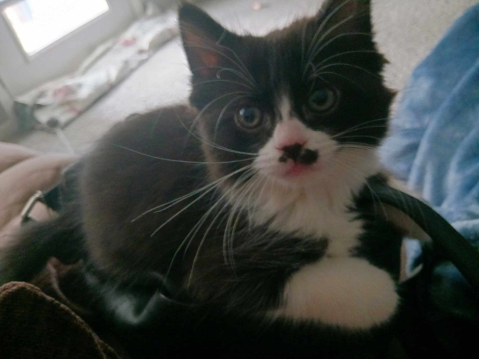 Grace joined the competition — help win amazing prizes! kitten, cat, black_and_white, whiskers, feline, pet, indoor, window, soft, fur, closeup, young, cute, domestic_animal, resting, paw, nose, eyes, relaxed, home