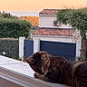 Lewis participe au concours pour gagner de l'argent avec cette photo : cat, tabby, brown_cat, pet, animal, feline, lying_down, sleepy, relaxed, whiskers, ears, fur, outdoor, balcony, ledge, house, gate, trees, sunset, suburban