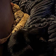 Lewis a rejoint le concours — aidez-le/la à gagner de superbes lots ! cat, cats, tabby_cat, black_cat, sleeping, resting, indoor, couch, blanket, cozy, pet, animal, feline, human, person, portrait, dim_lighting, living_room, relaxing, cuddle