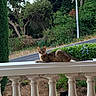 Lewis a rejoint le concours — aidez-le/la à gagner de superbes lots ! cat, cats, tabby_cat, black_cat, balcony, railing, balustrade, garden, outdoor, trees, shrubs, flowers, greenery, road, residential, animal, pet, lying_down, peeking, portrait