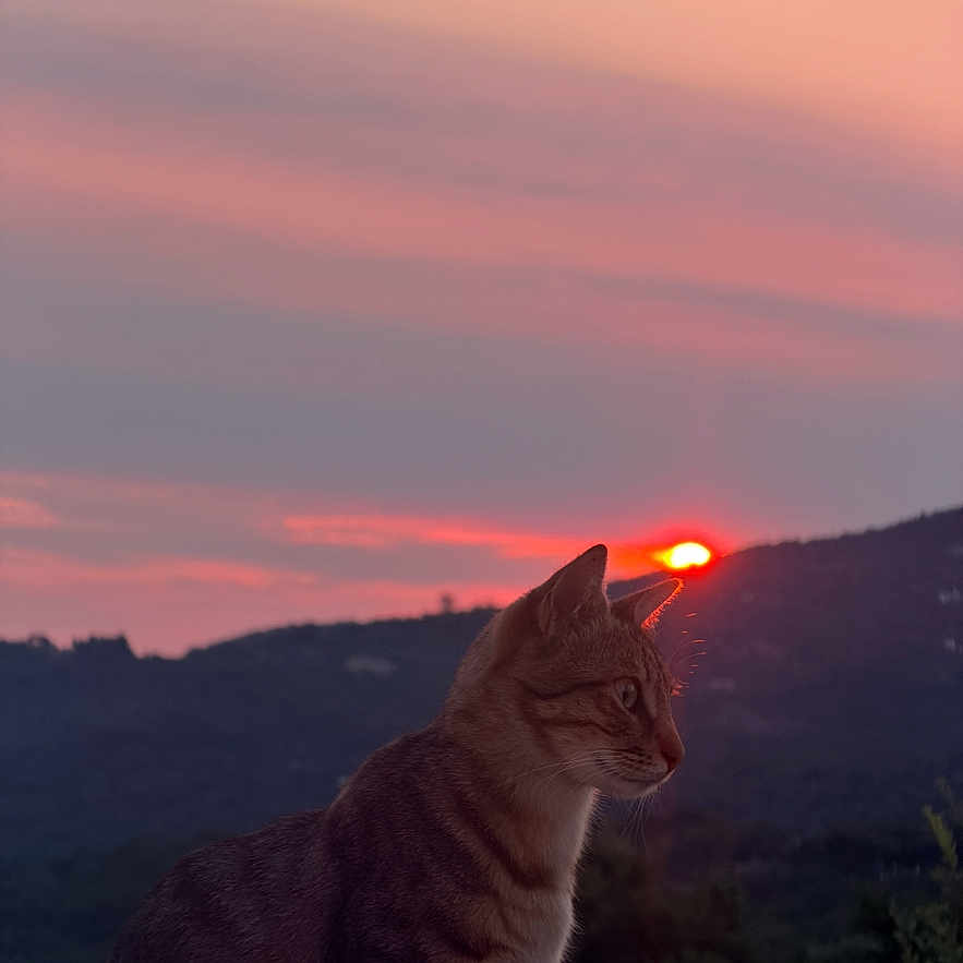 Lewis participe au concours pour gagner de l'argent avec cette photo : cat, tabby_cat, pet, animal, feline, sitting, portrait, sunset, sun, hills, mountains, outdoors, landscape, sky, clouds, silhouette, nature, scenic, twilight, orange_light