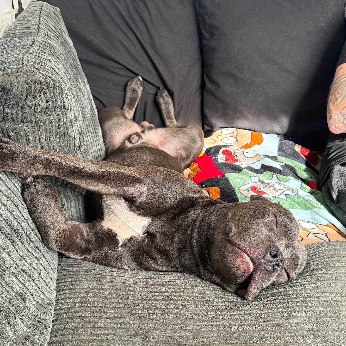 Murphy joined the competition — help win amazing prizes! animal, architecture, armchair, building, bulldog, canine, chair, couch, cushion, dog, furniture, homedecor, hound, indoors, livingroom, pet, pitbull, pointer, puppy, room