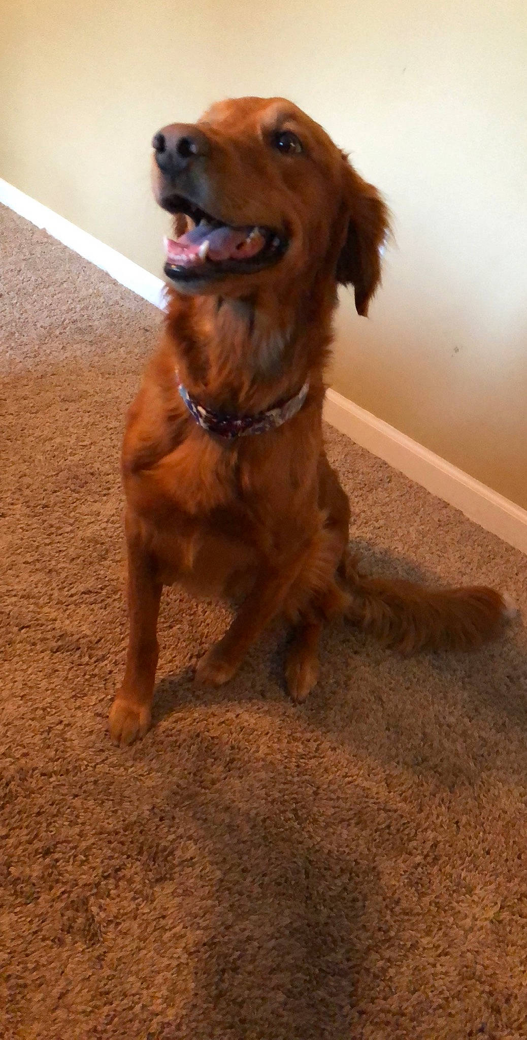 Shelby joined the competition — help win amazing prizes! canidae, caramel_color, carnivore, companion_dog, dog, dog_breed, fawn, floor, flooring, golden_retriever, irish_setter, liver, mammal, nova_scotia_duck_tolling_retriever, setter, snout, spaniel, sporting_group, vertebrate