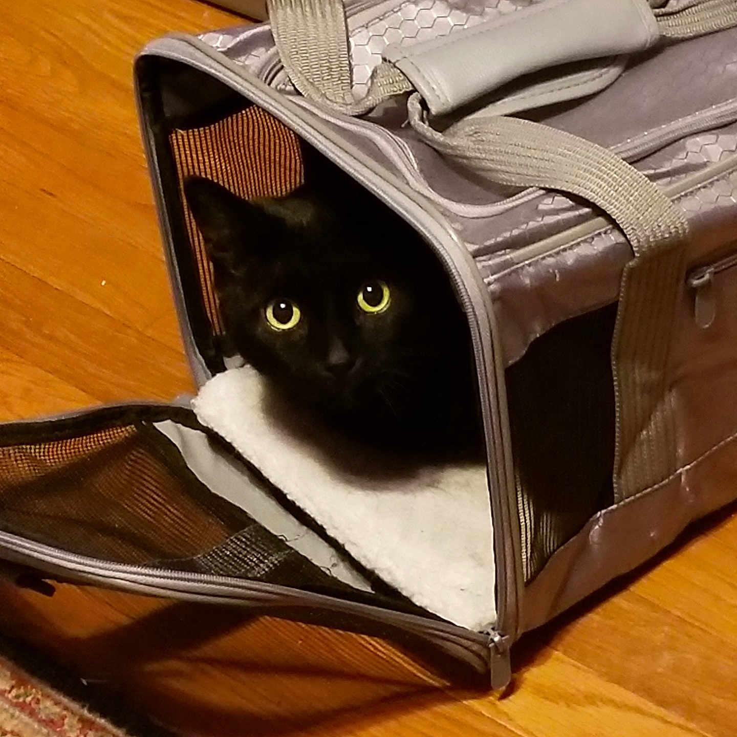 Arnold is registered to the contest to win money with this photo: box, cardboard, cat, cat_like_mammal, mammal, product, small_to_medium_sized_cats, whiskers