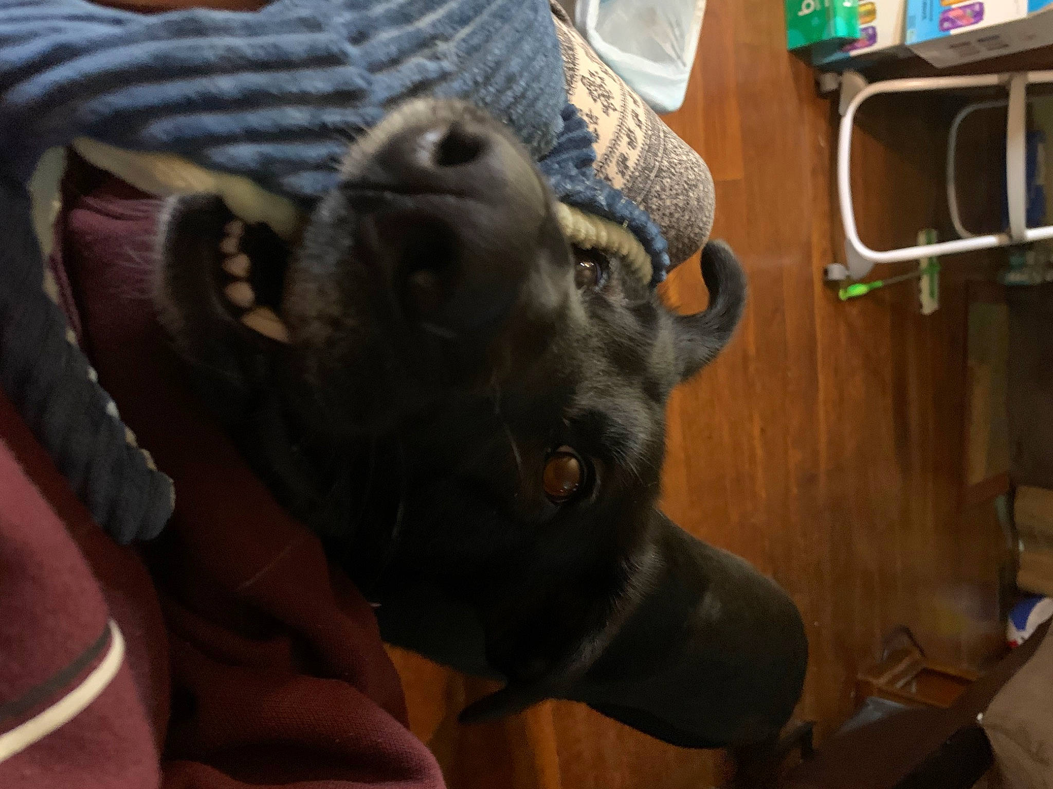 Maya joined the competition — help win amazing prizes! canidae, carnivore, collar, comfort, companion_dog, dog, dog_breed, ear, fawn, fur, guard_dog, human_leg, jaw, liver, snout, sporting_group, terrestrial_animal, whiskers, working_animal, wrinkle