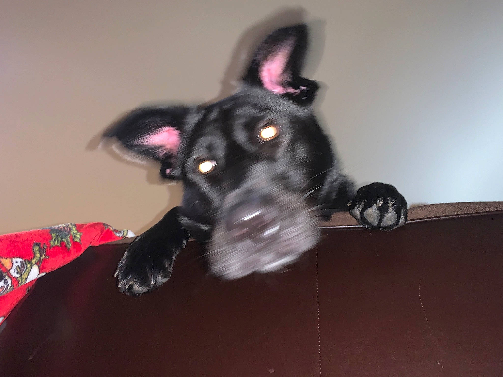 Maya joined the competition — help win amazing prizes! black_cat, carnivore, chihuahua, collar, companion_dog, dog, dog_breed, dog_collar, dog_supply, ear, fashion_accessory, fur, guard_dog, magenta, snout, sporting_group, tail, toy_dog, whiskers, working_animal