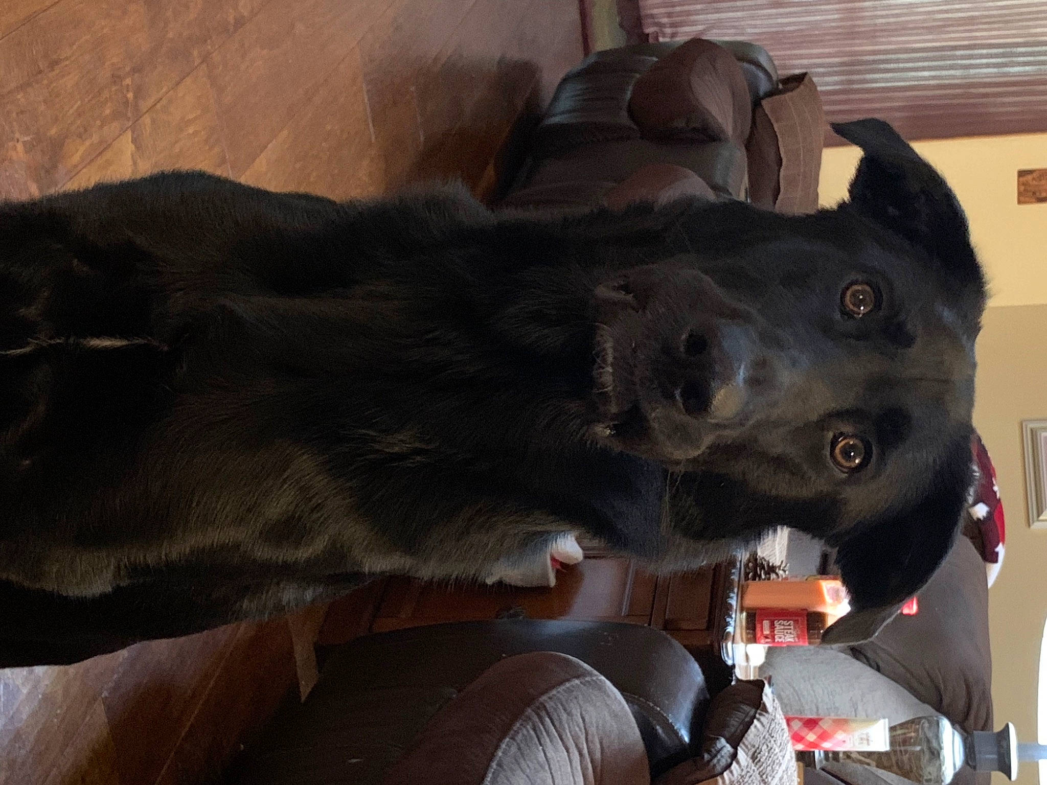 Maya joined the competition — help win amazing prizes! borador, canidae, carnivore, collar, companion_dog, dog, dog_breed, dog_collar, ear, fur, guard_dog, liver, pet_supply, snout, sporting_group, tail, terrestrial_animal, whiskers, working_animal, working_dog